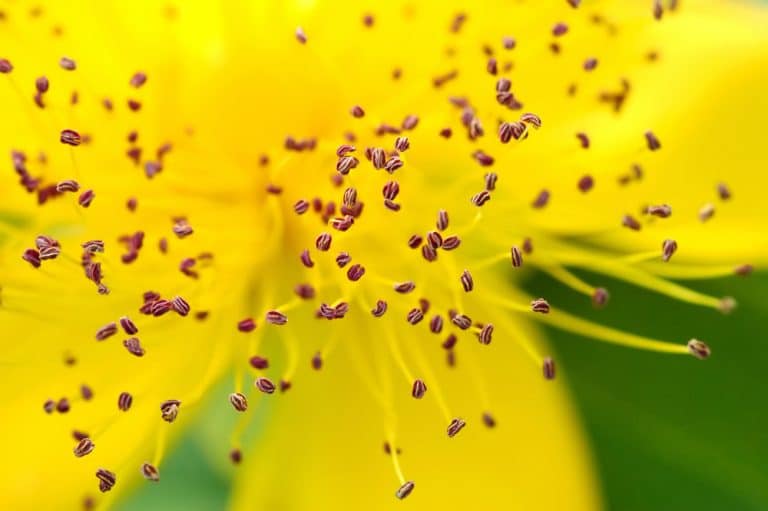 Abeilles sensibles aux ultraviolets — fleurs avec motifs invisibles