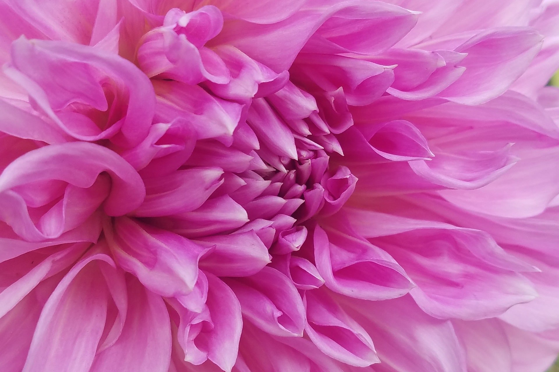 Pink Color: Meaning, Symbolism & Marketing Uses