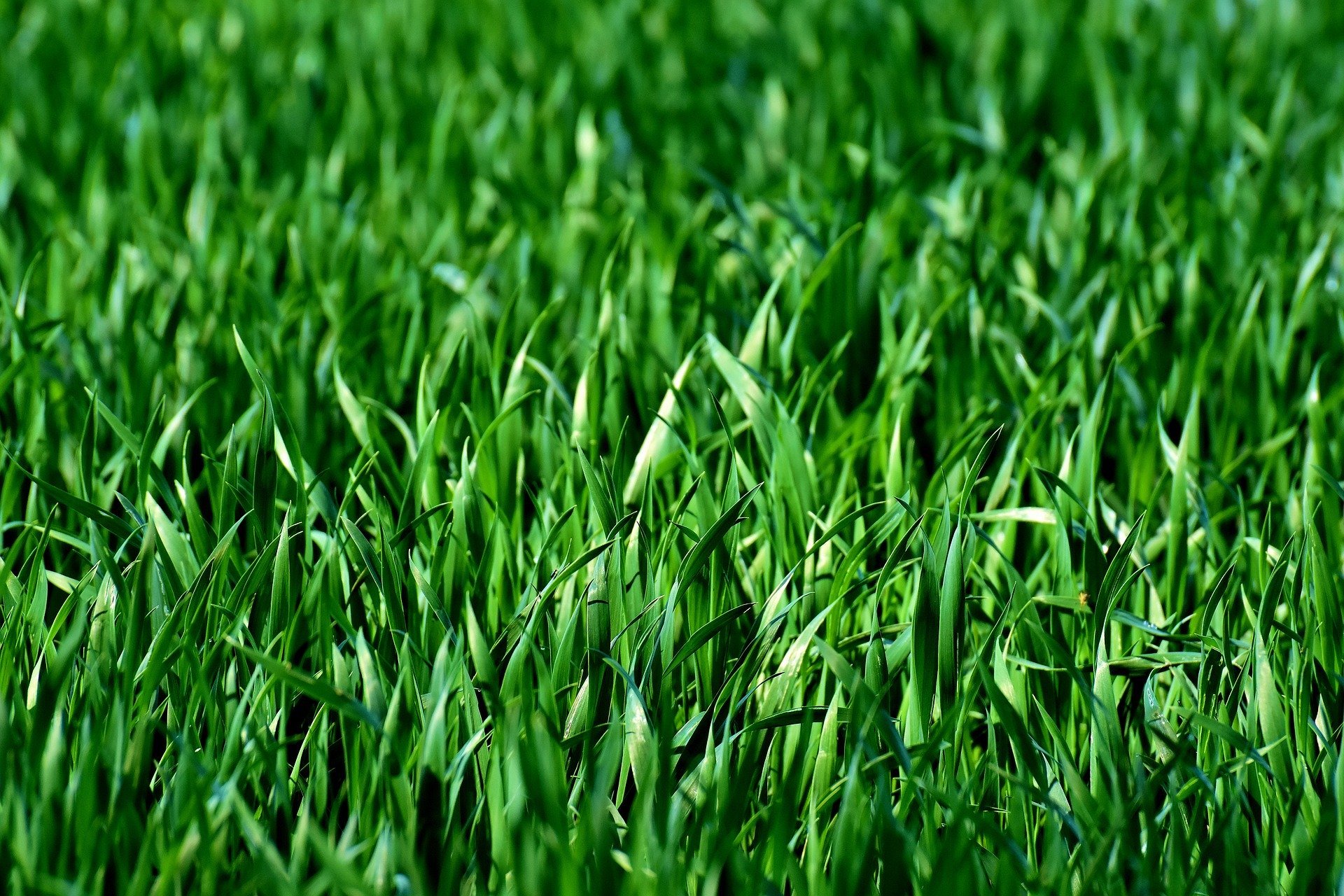 Green: Meaning, Symbolism & Usage